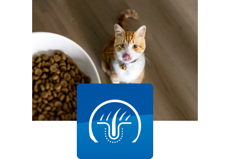 Chat qui regarde sa gamelle de nourriture