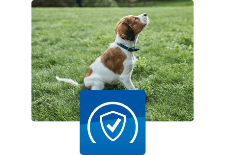 Chiot assis à l'extérieur