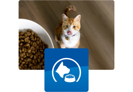 Katze schaut zum Futternapf auf