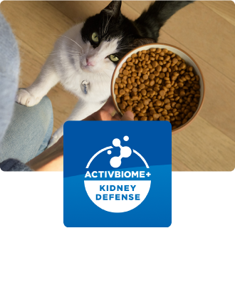 Eine Katze sieht von ihrem Futternapf auf